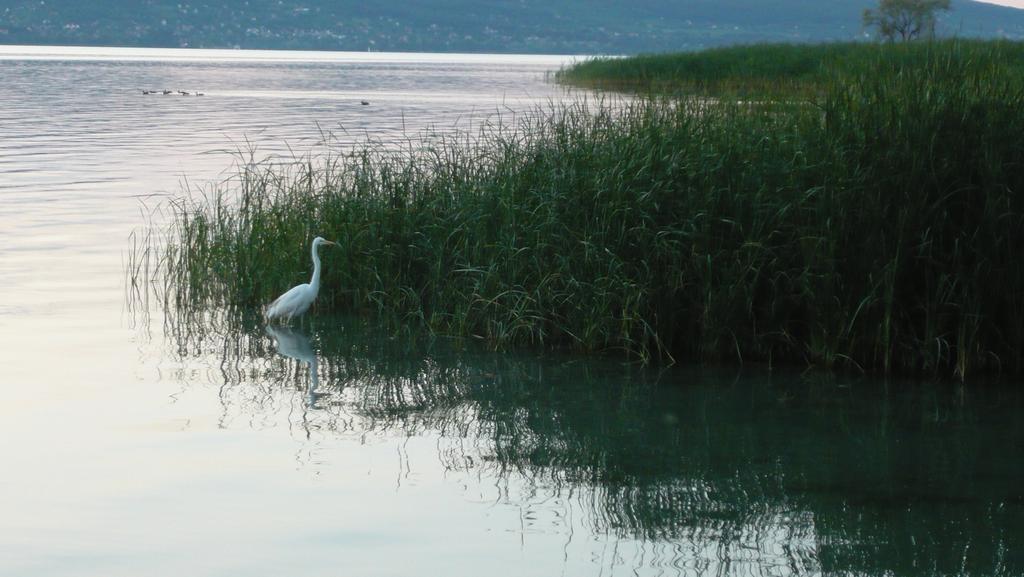 Aranyhid Hotel Balatonboglár Exteriör bild